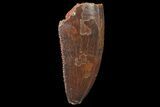 Serrated, Raptor Tooth - Real Dinosaur Tooth #179580-1
